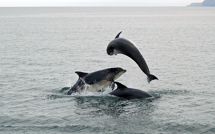 A pod of dolphins