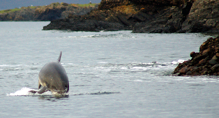 Dolphins return