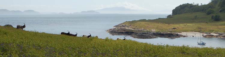 Wild goats,  Port Donain